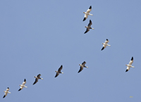 Snow Geese 6678